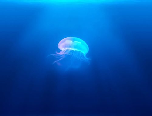 Jellyfish medical findings
